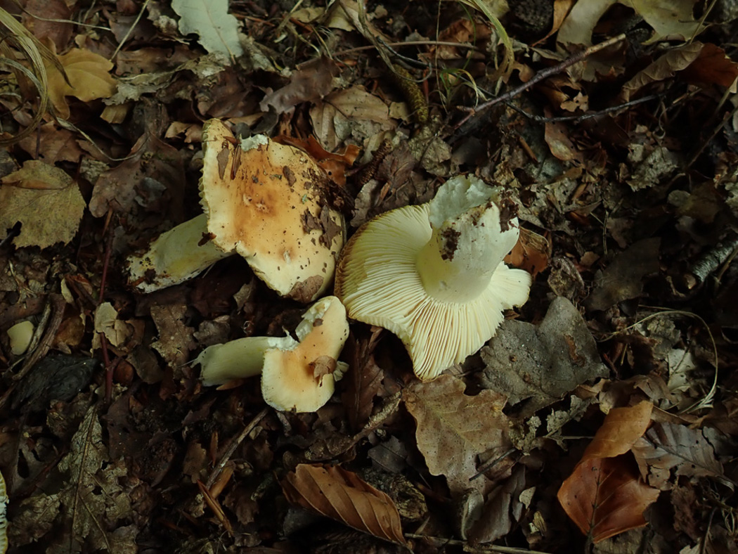 Photo © Penny Cullington Russula fellea by Penny Cullington